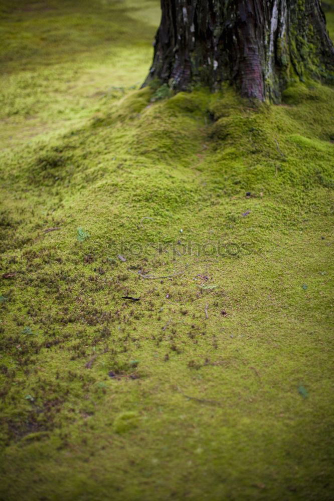 Similar – moss landscape Environment