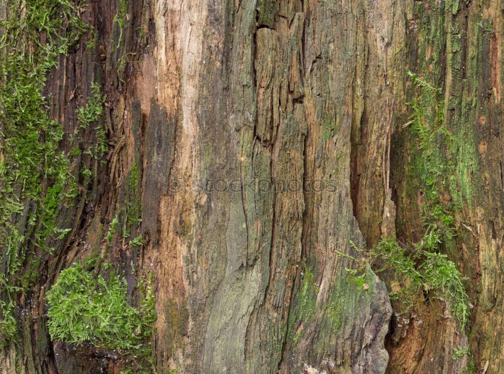 Similar – tree trunk from top to bottom