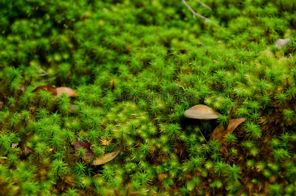 Similar – Image, Stock Photo especially green Beechnut