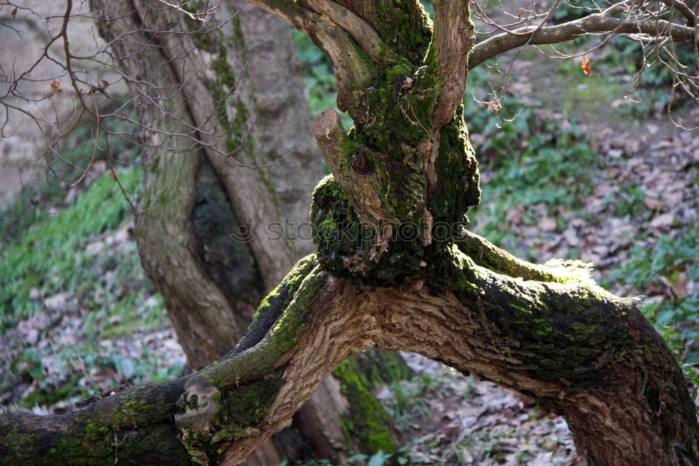 Similar – Image, Stock Photo Tree mushrooms 2 Forest