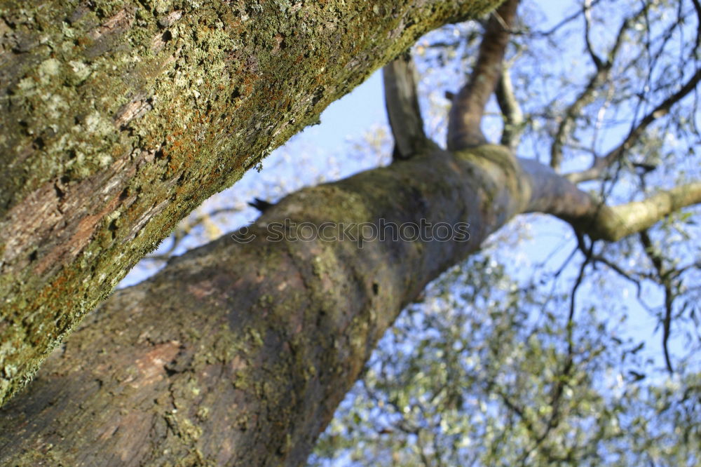 Similar – Image, Stock Photo Boy on climbing tree looks down