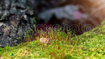 Similar – Autumn leaves fall on the forest floor