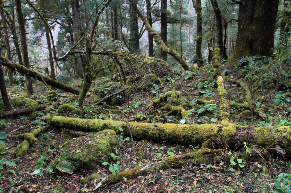 Similar – Foto Bild Valentinstag Wald Baum