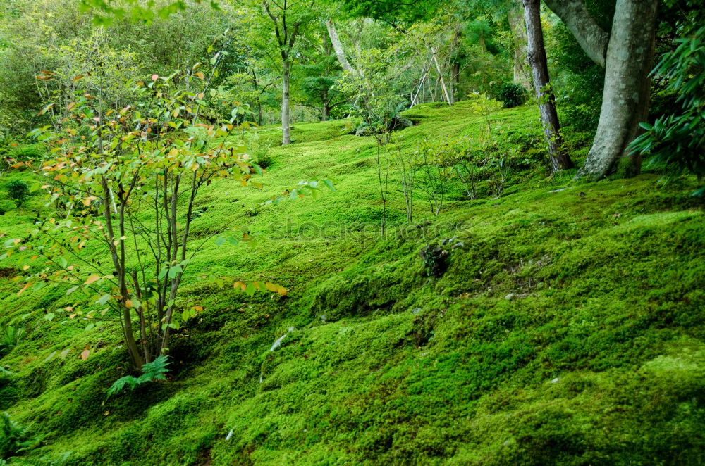 Similar – Image, Stock Photo Green mixed woods Forest