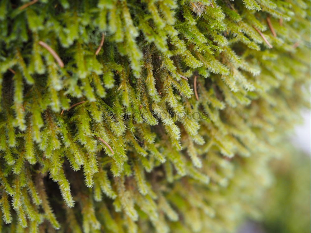 mushroom Wood Tree bark