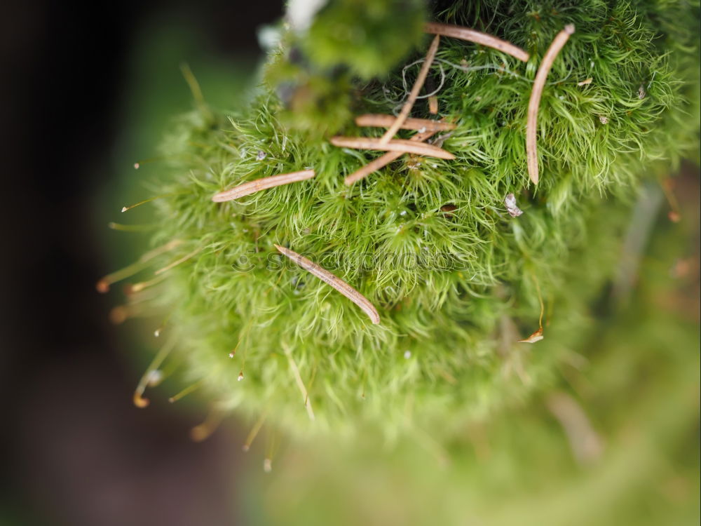 Similar – Image, Stock Photo Lichens and moss Plant