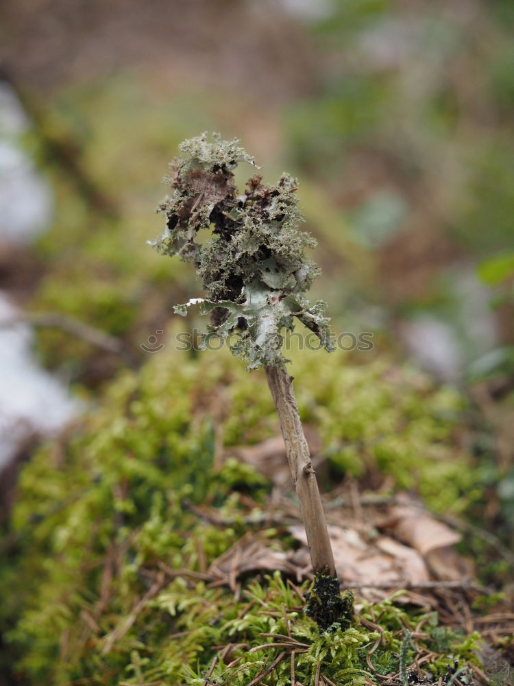 Similar – Image, Stock Photo Lichens and moss Plant