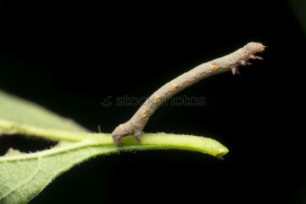 Similar – Image, Stock Photo greenhorn Green Butterfly