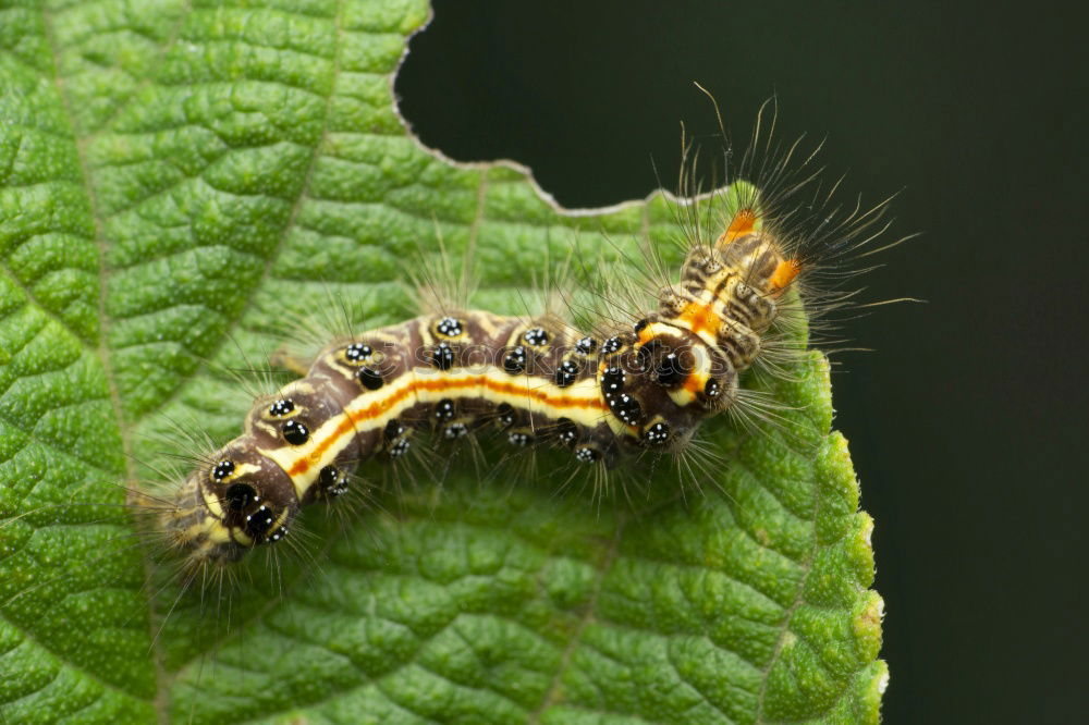 Similar – Schlüpfende Wanzenlarven mit Eiern