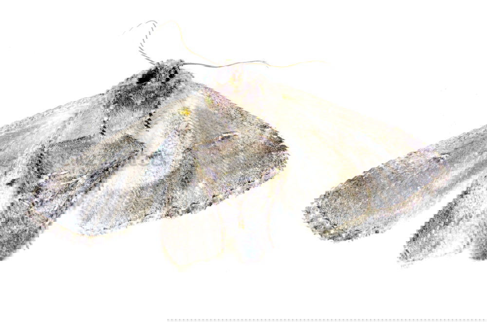 Similar – Image, Stock Photo Old butterfly Animal