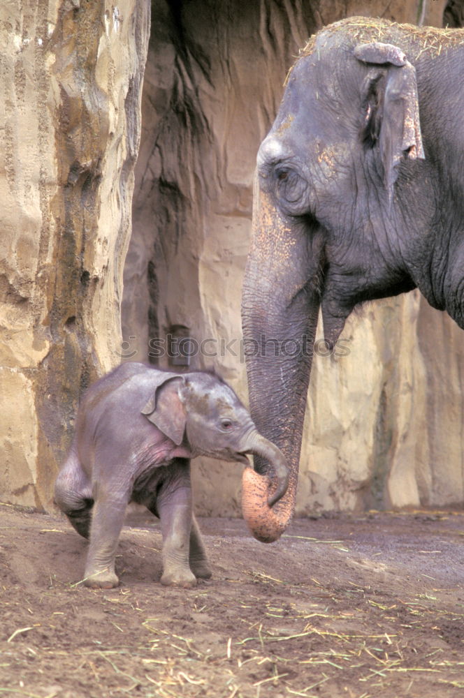 Similar – Image, Stock Photo Asian elephants Elephant