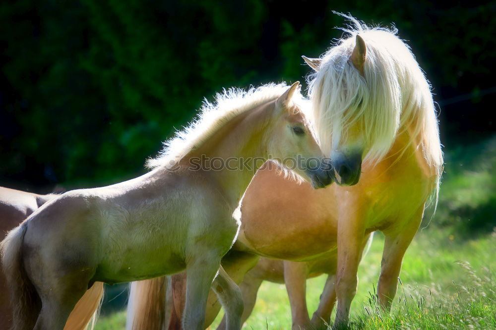 Similar – Image, Stock Photo brown foal standing on meadow