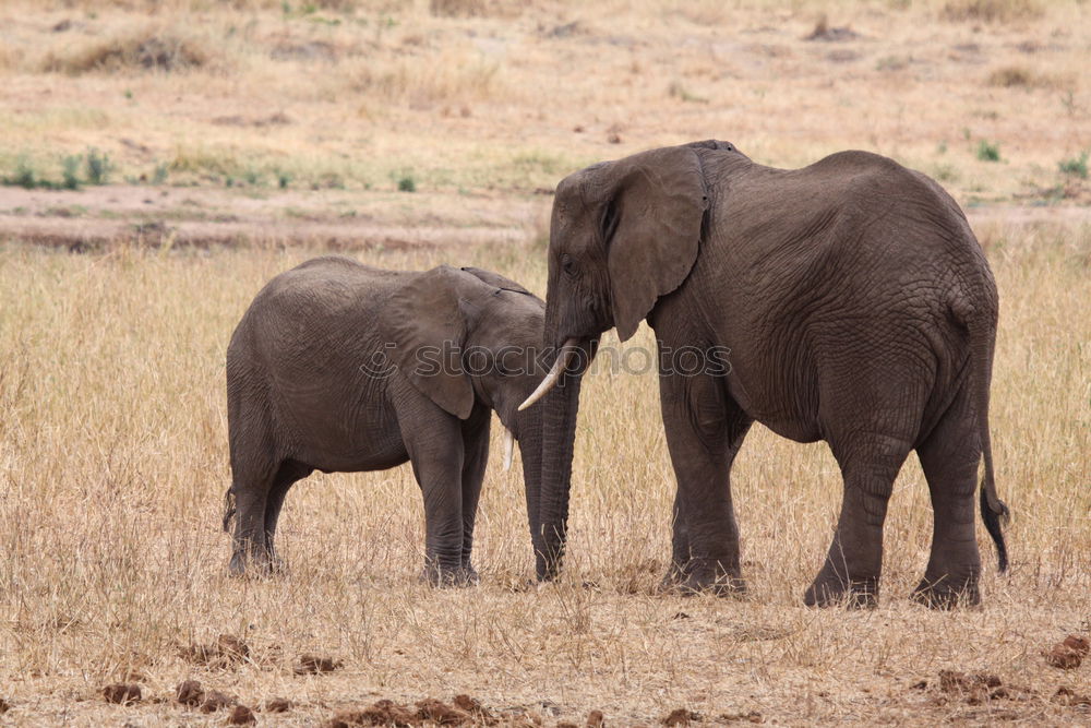 Similar – Image, Stock Photo Elephants in the addo elephant national park