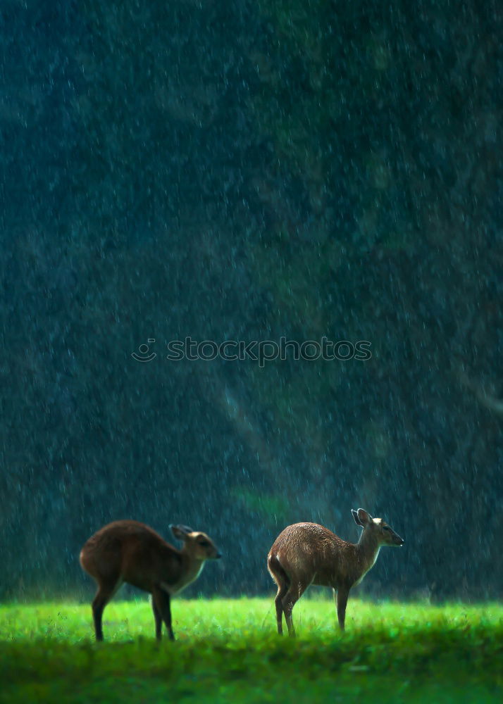 Similar – Image, Stock Photo calf Nature Animal Tree