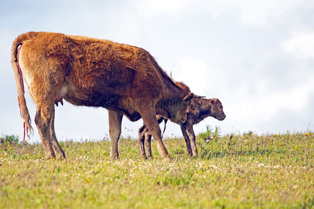 Similar – Scottish Highland Cattle from Usedom