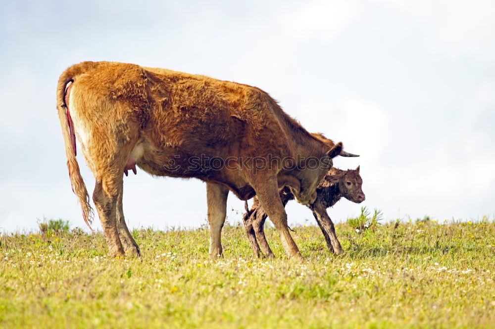 Similar – Scottish Highland Cattle from Usedom