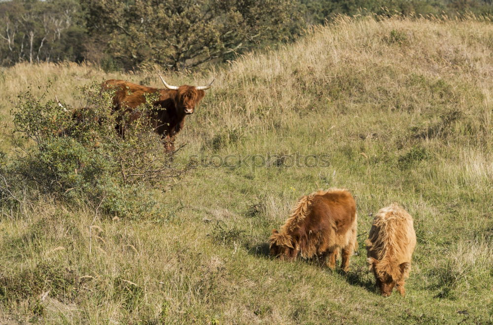 Similar – Cattle pasturing on green land