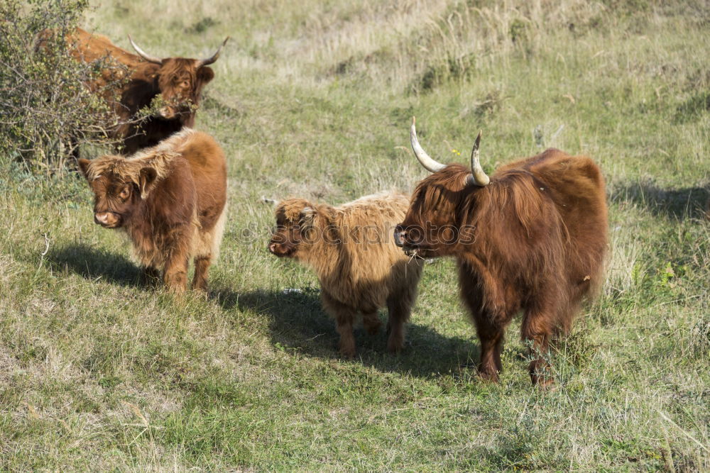 Similar – Scottish Highland Cattle from Usedom