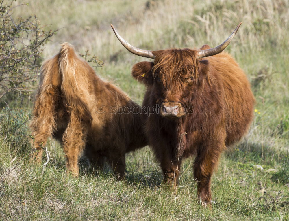 Similar – highland cattle Animal