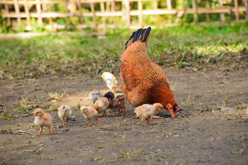 Similar – Image, Stock Photo Chickens looking for food in a farm yard