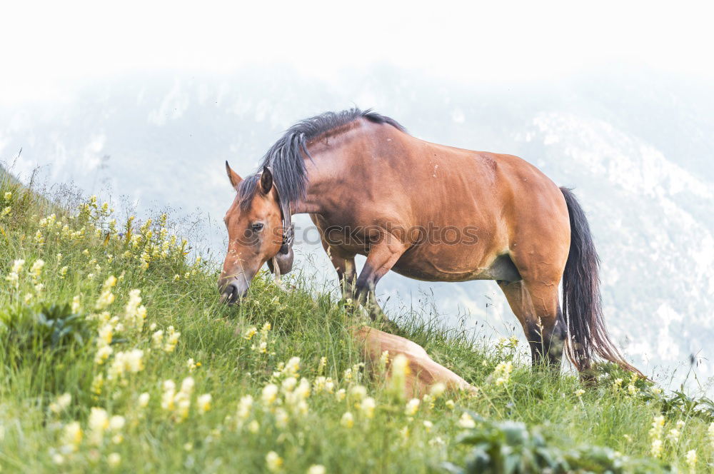 Similar – Pitztal horses