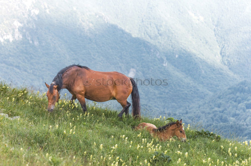 Similar – Foto Bild Hahn mit Harem Natur