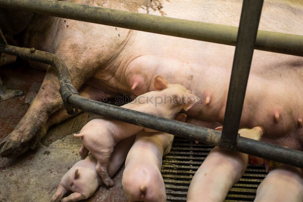 Similar – Foto Bild kaltes grausen Schwein