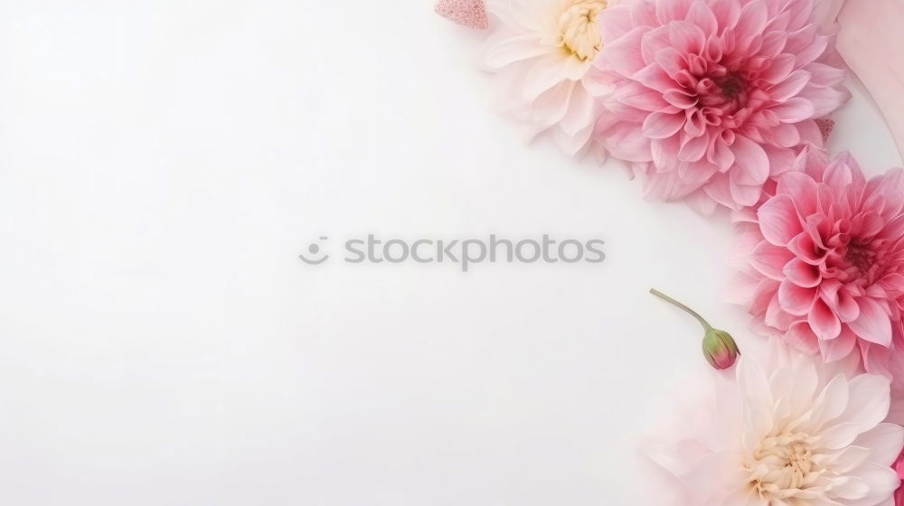 Similar – Image, Stock Photo White flower on pastel pink background