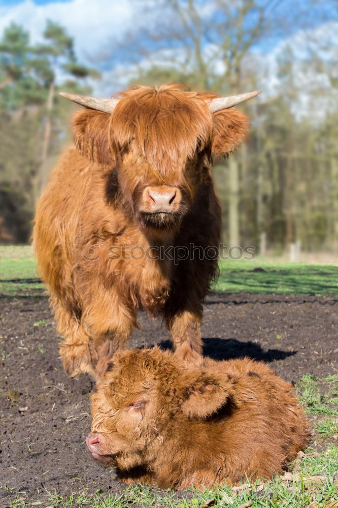 Similar – highland cattle Animal