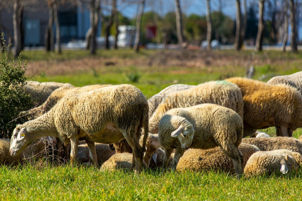 Similar – Image, Stock Photo I’m a sheep! Nature Animal