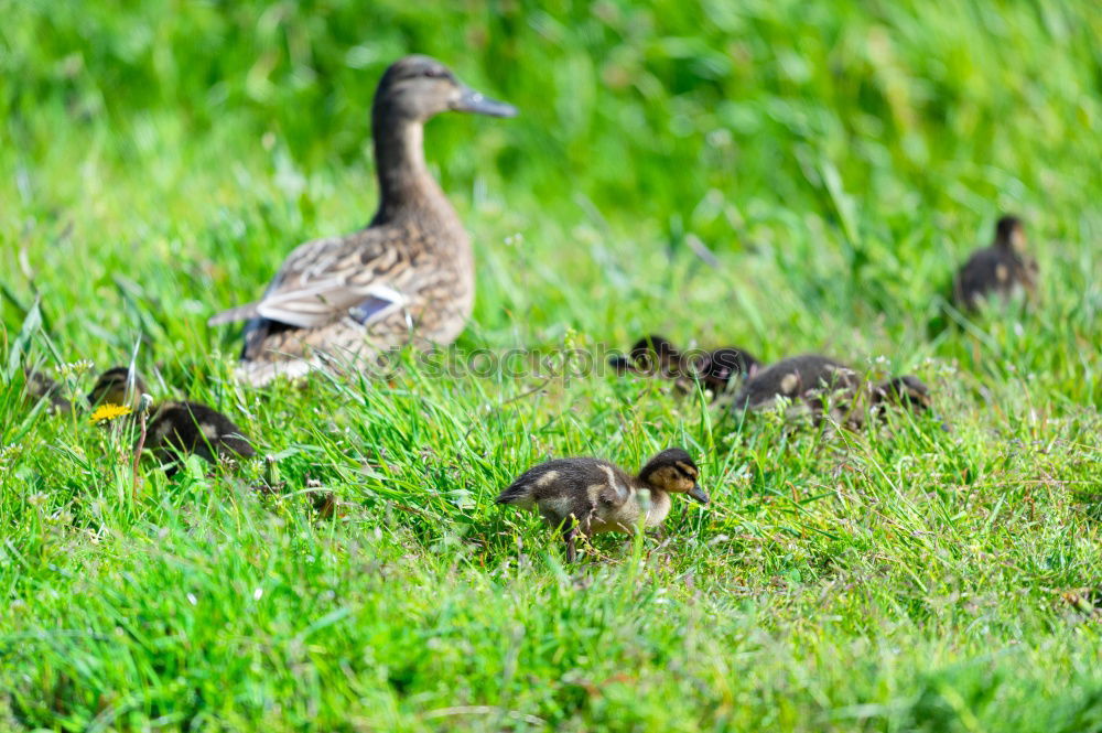 Similar – Image, Stock Photo The ducks waddle one after another