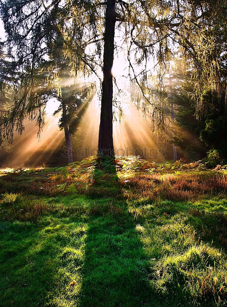 Similar – Abendstimmung Baum Park