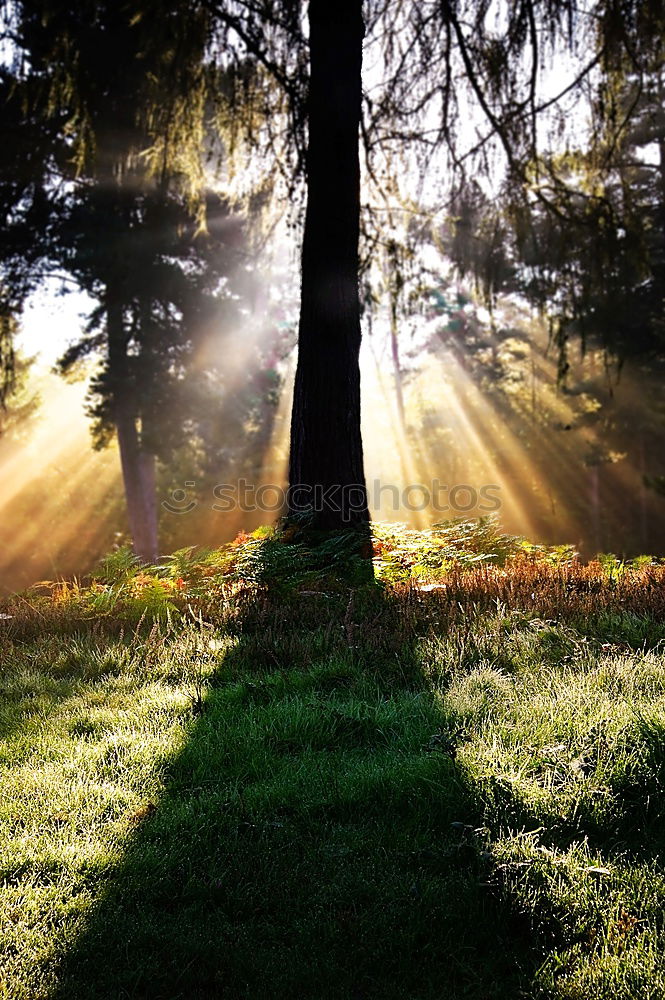 Similar – Abendstimmung Baum Park