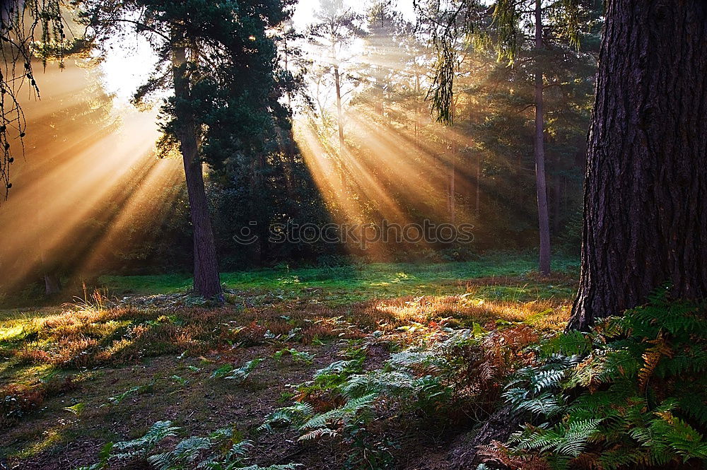 Similar – Foto Bild Märchenwald Wald ruhig