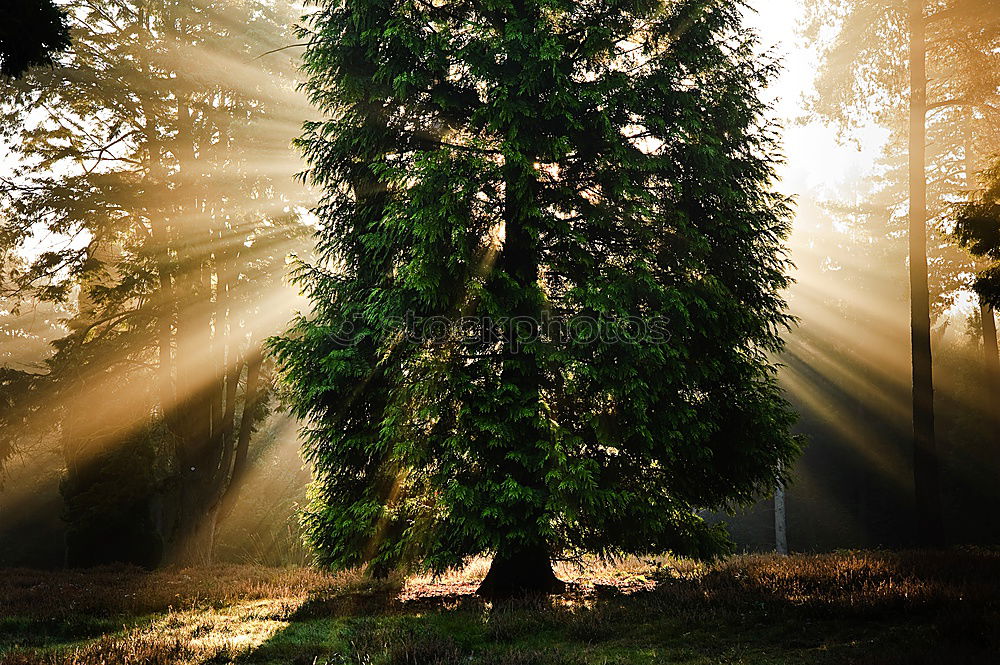 Similar – Ancient Beech Tree