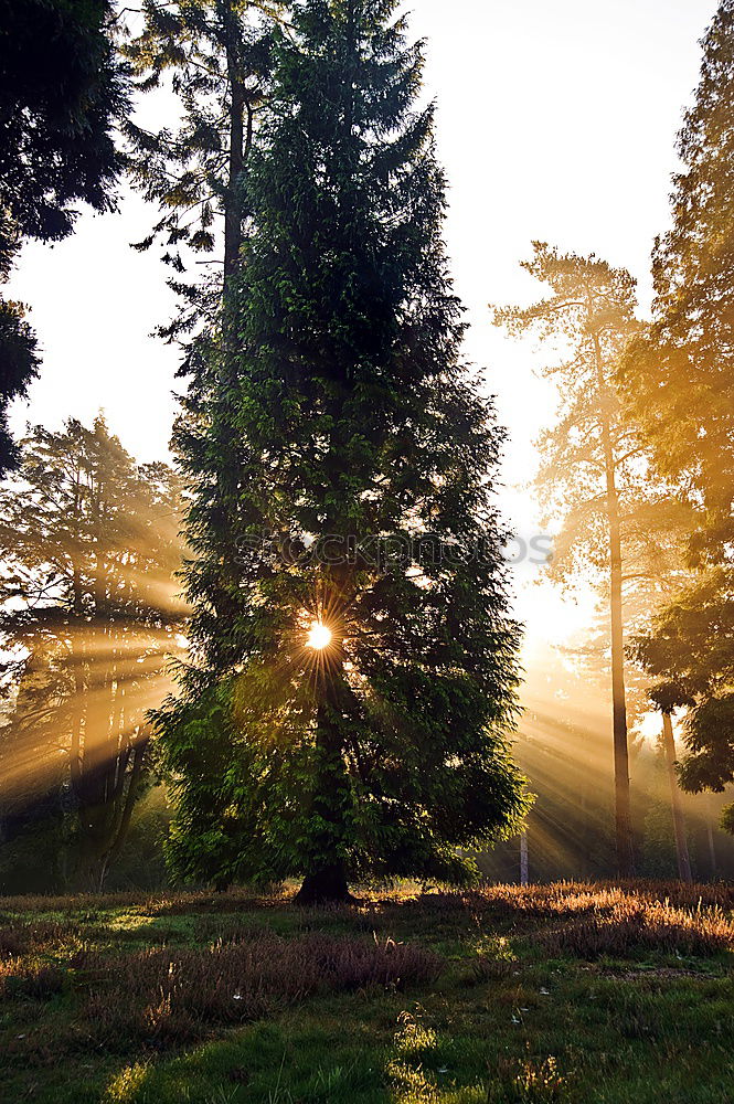 Similar – Golden Gate 1 Tree Clouds