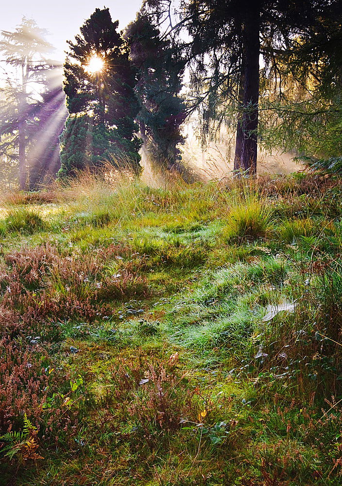 Similar – Image, Stock Photo Morning hour in the moor