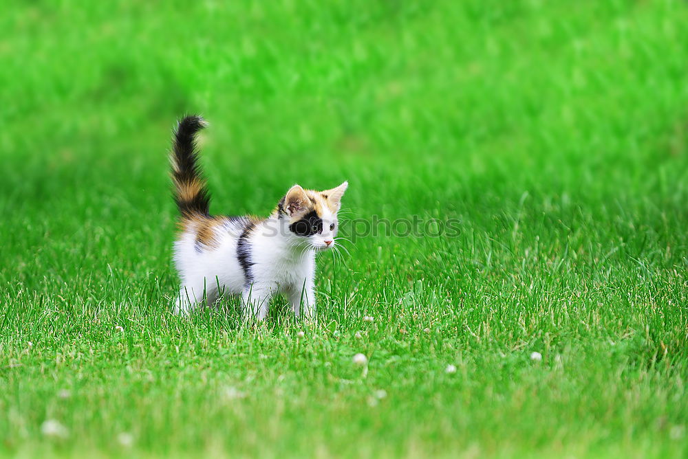 Similar – Image, Stock Photo Trip to the countryside