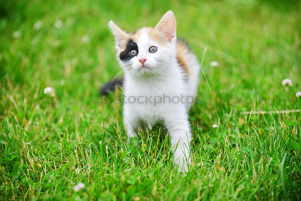 Similar – Image, Stock Photo Boston Terrier Puppy