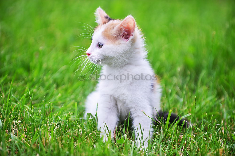 Similar – Image, Stock Photo Baby Cat Playing In Grass