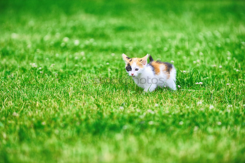 Similar – Foto Bild Dalmatiner im Grünen Natur