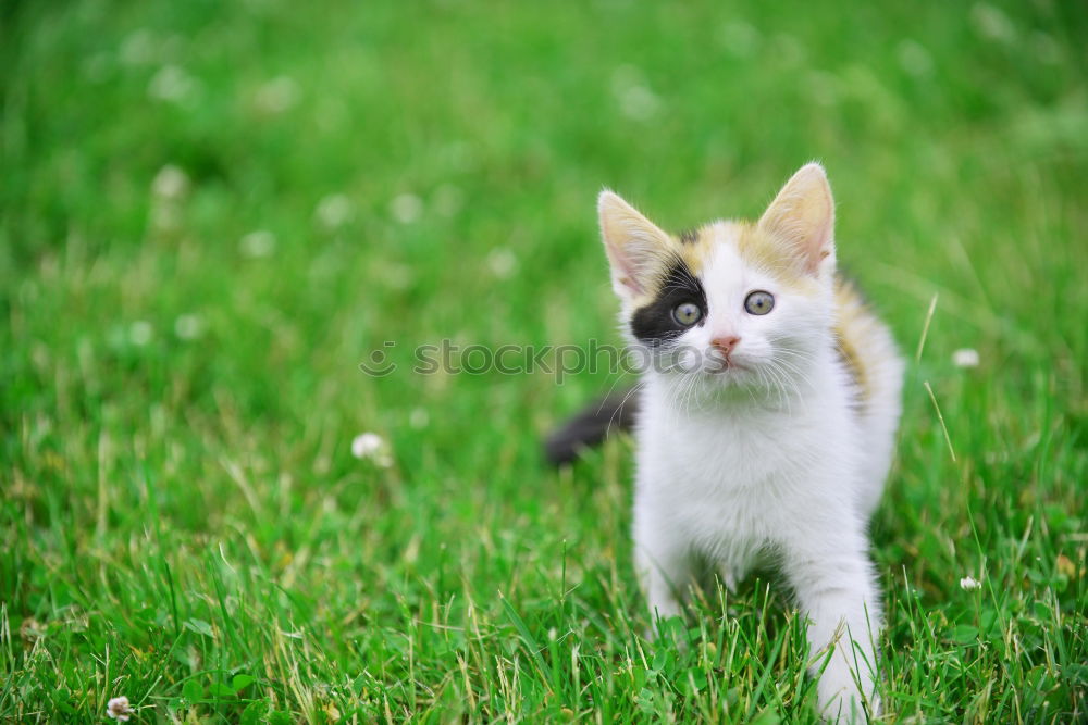 Similar – Image, Stock Photo Trip to the countryside