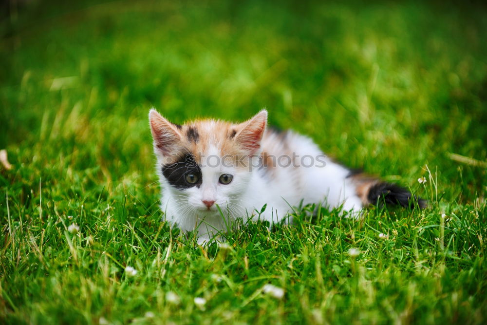 Similar – Image, Stock Photo Baby Cat Playing In Grass