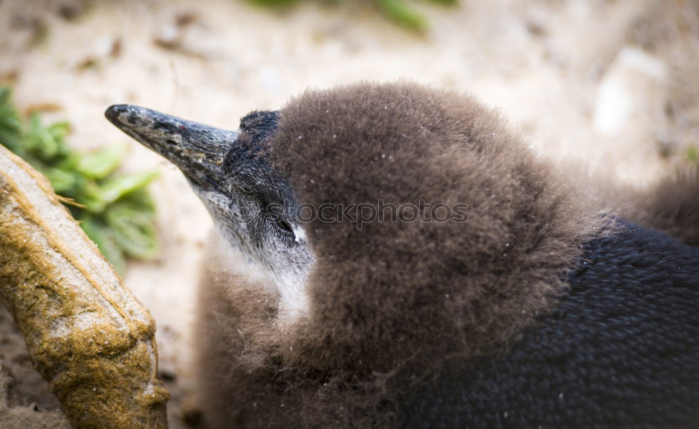 Similar – Foto Bild Mittagsschlaf Taube Vogel