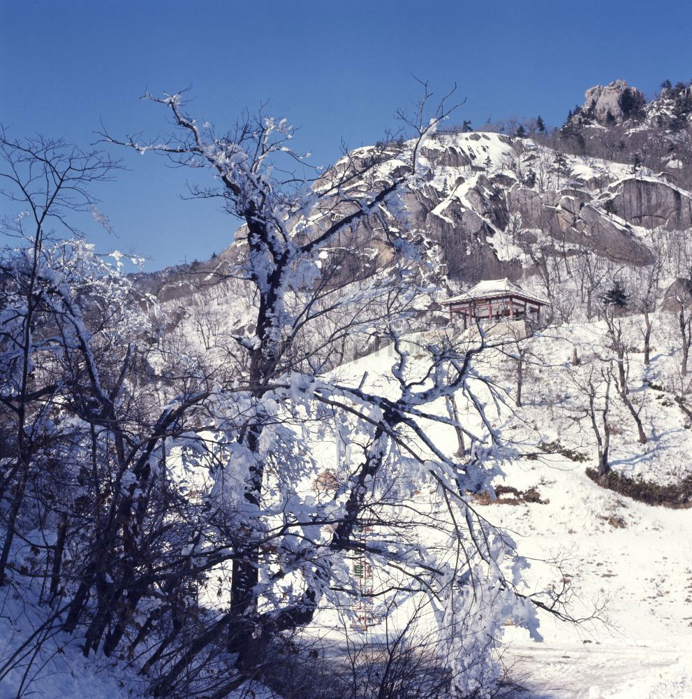 stubai winter Winter Tree