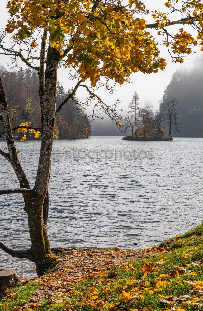 Similar – Image, Stock Photo Tree stands by the lake in autumn