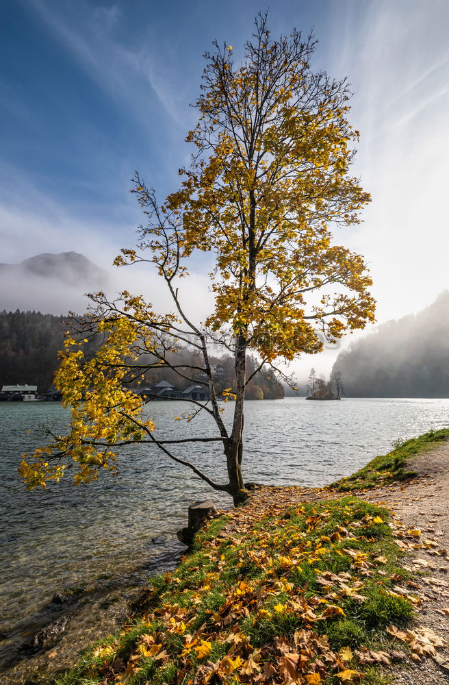 Autumn 3 Tree Leaf Lake