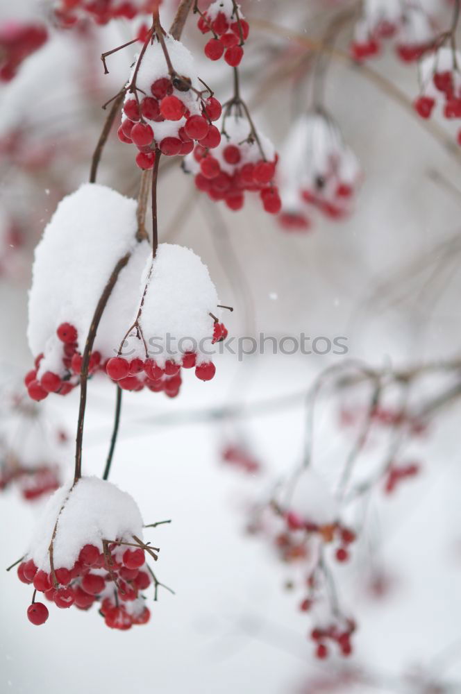 Similar – Cold ice. Fruit Nature