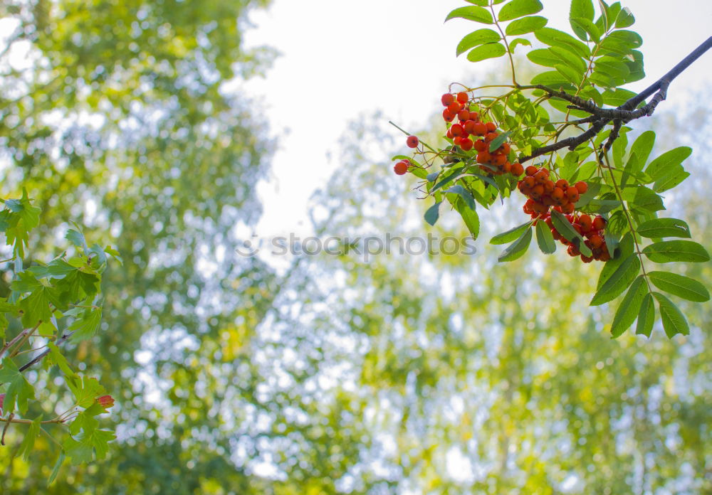 Image, Stock Photo grape in the field Fruit