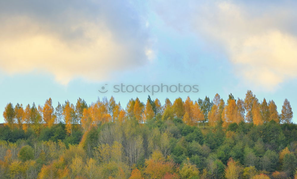 Similar – Image, Stock Photo Birch trees in autumn colors